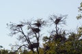 Low angle view of several bird nests in trees against clear sky