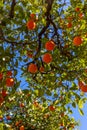 A low angle view of seville oranges ripe on a tree, with a blue sky behind Royalty Free Stock Photo