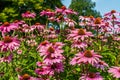 Low angle view of a shrub of pink Hedgehog coneflowers