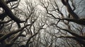 Low Angle View Of Silhouette Bare Trees In Forest. Generative ai