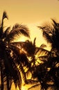 Low angle view on silhouette of black dark palm tree leaves against yellow sky during bright sunset with low sun bokeh Royalty Free Stock Photo