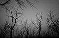 Low angle view of silhouette dead tree against dark dramatic sky. Background for lonely, sad, hopeless, death, and despair. Black Royalty Free Stock Photo