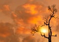 Low angle view silhouette dead tree on orange sunset sky and clouds. Sad, death, and grief background. Horror dead tree. Beauty in