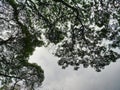 Low Angle View of Silhouette of Large Tree Canopy