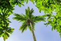 Low angle view of single coconut tree