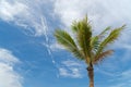 Low angle view of single palm tree against sky Royalty Free Stock Photo