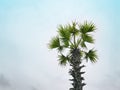 Single Palm Tree Trunk and Leaves Against Blue Sky Royalty Free Stock Photo