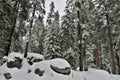 Low angle view of snow covered rocks and redwood trees in Sequoia National Park California. Royalty Free Stock Photo