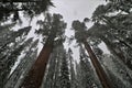 Low angle view of snow covered trees in Sequoia National Park California. Royalty Free Stock Photo