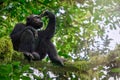 Portrait of a male chimpanzee sitting in a tree in Kibale Forest National Park in Uganda. Royalty Free Stock Photo