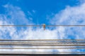 Low angle view of a sparrow on the electric wire against the blue sky Royalty Free Stock Photo