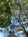 Low-angle view of a split tree canopy and green foliage against a blue sky. Royalty Free Stock Photo