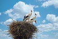 Low-Angle View Of Storks Against A Blue Sky with clouds On A Sunny Day