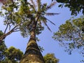 Low Angle View of Tall Coconut Palm Tree Trunk Reaching to the Blue Sky Royalty Free Stock Photo