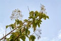 Tall Green Plant Against Blue Sky Royalty Free Stock Photo