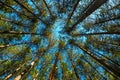 Low angle view of tall pine tree woodland in summer with blue sky above the evergreen treetops Royalty Free Stock Photo