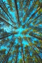 Low angle view of tall pine tree woodland in summer with blue sky above the evergreen treetops Royalty Free Stock Photo