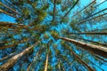 Low angle view of tall pine tree woodland in summer with blue sky above the evergreen treetops Royalty Free Stock Photo