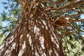 Low angle view of the thickest fir tree in the world in Calfeisental. Graubuenden, Switzerland. Royalty Free Stock Photo