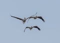 Low-angle view of three pelicans flying with the clear blue sky in the background Royalty Free Stock Photo