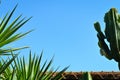 Tile  roof  building  ,   night blooming cereus cactus  and  palm leaves against clear blue sky Royalty Free Stock Photo