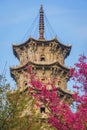 Low angle view of the tower in Kaiyuan Temple with cherry blossoms at sunrise in Quanzhou, China