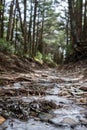 Low Angle View of Trail with Ice Royalty Free Stock Photo