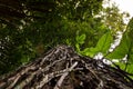 Low angle view of a tree in amazon rainforest Royalty Free Stock Photo