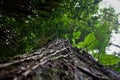 Low angle view of a tree in amazon rainforest Royalty Free Stock Photo