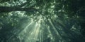 A low-angle view of a tree canopy in a dense forest, with shafts of light filtering through the leaves