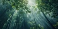A low-angle view of a tree canopy in a dense forest, with shafts of light filtering through the leaves