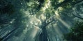 A low-angle view of a tree canopy in a dense forest, with shafts of light filtering through the leaves