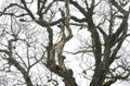 Low angle view of tree in the forest. High contrast image Royalty Free Stock Photo