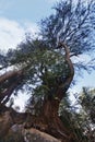 Low angle view of a tree, Manali, Himachal Pradesh, India