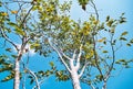 Low angle view of tree trunk branches with green and orange color with blue sky background Royalty Free Stock Photo