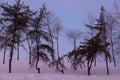 Low angle view of trees in silhouette during a beautiful pink and blue early winter morning Royalty Free Stock Photo