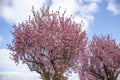 Low angle view of treetops of cherry tree, blue sky as background Royalty Free Stock Photo