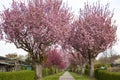 Low angle view of treetops of cherry tree, blue sky as background Royalty Free Stock Photo