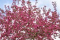 Low angle view of treetops of cherry tree, blue sky as background Royalty Free Stock Photo