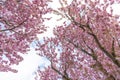 Low angle view of treetops of cherry tree, blue sky as background Royalty Free Stock Photo