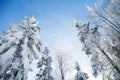 Low angle view of treetops of snow-covered coniferous trees in forest in winter. Royalty Free Stock Photo