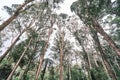 low angle view on tropical forest, natural background with huge rain forest trees and white cloudy sky Royalty Free Stock Photo