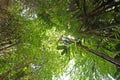 Low angle view of tropical forst trees Royalty Free Stock Photo