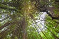 Low angle view of tropical forst trees Royalty Free Stock Photo