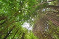 Low angle view of tropical forst trees Royalty Free Stock Photo