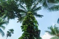 Low angle view on tropical green plants with palm tree trunk grown, Yucatan, Mexico Royalty Free Stock Photo