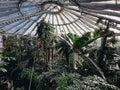 Low-angle view of the tropical greenhouse with exotic plants and palm trees in Copenhagen, Denmark