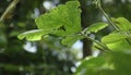 Low angle view of a Tropical Kudzu leaf with a grasshopper on under the leaf Royalty Free Stock Photo