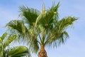 Low angle view of tropical palm tree