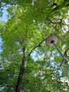 Low angle view of tropical trees with street light and blue sky Royalty Free Stock Photo